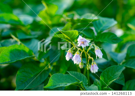 Delicate Blossoms Among Vibrant Green Foliage: A Close-Up of Blooming Flowers in a Lush Natural Environment Delicate Blossoms Among Vibrant Green Foliage: A Close-Up of Blooming Flowers in a Lush Natural Environment 141268113