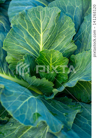 Vibrant Green Cabbage Leaves Showcasing Their Intricate Leaf Structure and Lush Texture, Perfect for Healthy Culinary Dishes and Nutrition 141268120