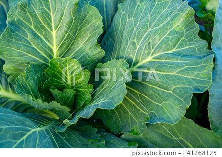 Lush Green Cabbage Leaves Showcasing Natural Texture and Vibrant Hues in a Healthy Garden Setting Lush Green Cabbage Leaves Showcasing Natural Texture and Vibrant Hues in a Healthy Garden Setting 141268125