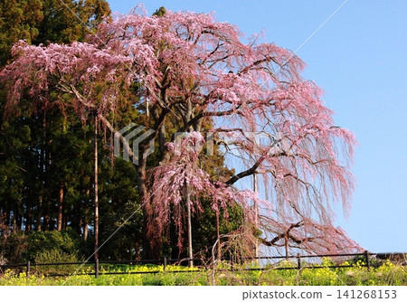 Blue sky and weeping cherry blossoms on the battlefield Blue sky and weeping cherry blossoms on the battlefield 141268153