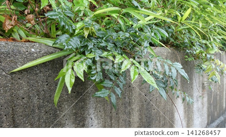 Leaves wet with rain Leaves wet with rain 141268457