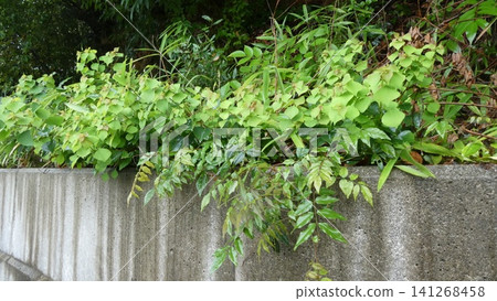 Leaves wet with rain Leaves wet with rain 141268458