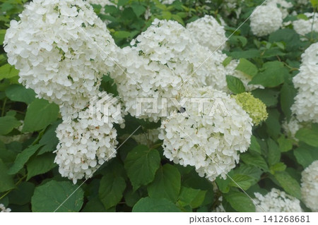 Close-up of a white hydrangea, Annabelle. Close-up of a white hydrangea, Annabelle. 141268681