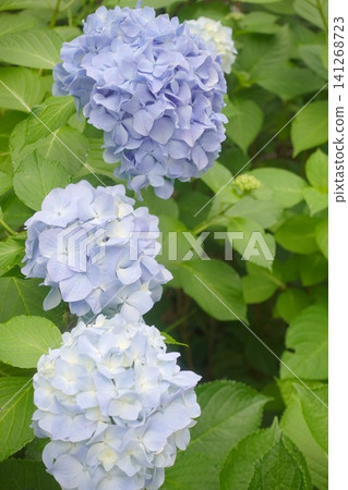 藍紫色繡球花瓣特寫 藍紫色繡球花瓣特寫 141268723