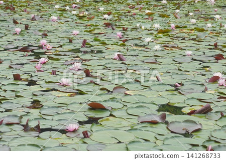 A pond in early summer where countless water lilies bloom. A pond in early summer where countless water lilies bloom. 141268733