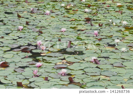 The surface of the pond, dotted with pink and white water lilies. 141268736