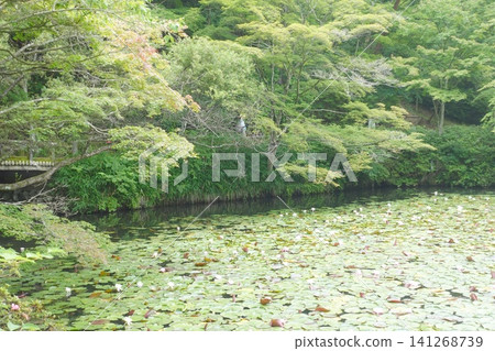 Water lilies blooming in a forest pond; a tranquil waterside in the mountains. Water lilies blooming in a forest pond; a tranquil waterside in the mountains. 141268739