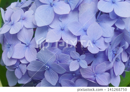 藍紫色繡球花的微距攝影：花瓣細節。 141268750