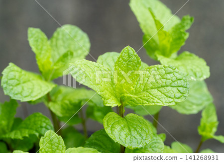 Close up Peppermint in garden. Close up Peppermint in garden. 141268931