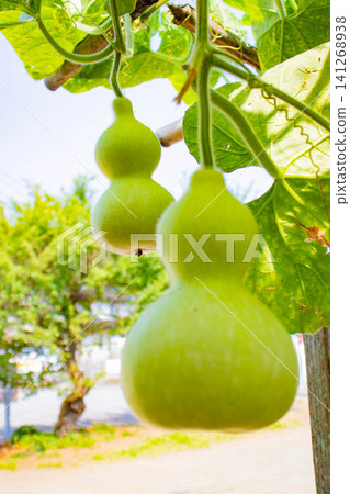 Gourds in terraced rice fields Gourds in terraced rice fields 141268938