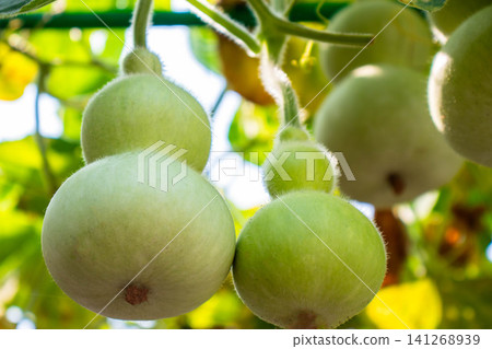 Gourds in terraced rice fields Gourds in terraced rice fields 141268939