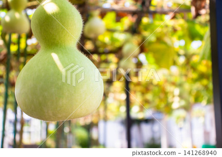Gourds in terraced rice fields Gourds in terraced rice fields 141268940