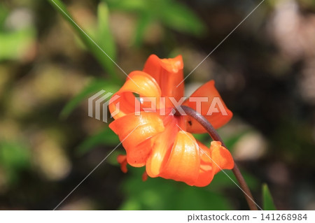 從後面看到的橙色百合花 從後面看到的橙色百合花 141268984