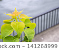 Fresh, vibrant yellow-green sprouts of early summer against a blurred background of a riverside fence. 141268999
