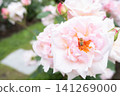 Cute bees gathering on a beautiful pink rose 141269000