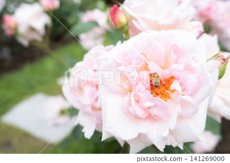 Cute bees gathering on a beautiful pink rose 141269000