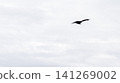 A kite (bird of prey) gracefully soaring through a cloudy sky. 141269002