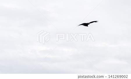 A kite (bird of prey) gracefully soaring through a cloudy sky. A kite (bird of prey) gracefully soaring through a cloudy sky. 141269002