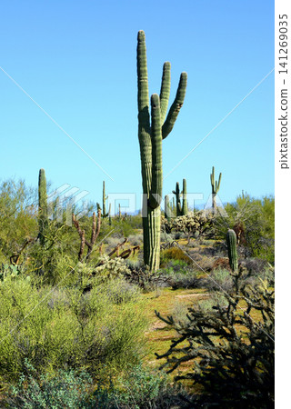 Old Saguaro Cactus Sonora desert Arizona 141269035