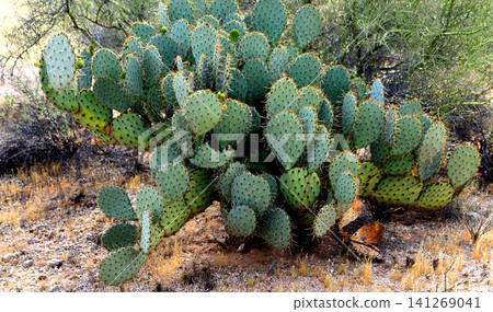 Prickly Pear Cactus Sonora Desert Arizona 141269041