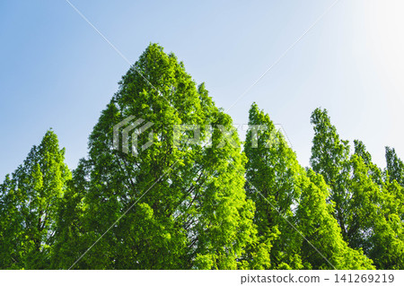 The vibrant new green leaves of the metasequoia trees stand out against the blue sky. The vibrant new green leaves of the metasequoia trees stand out against the blue sky. 141269219