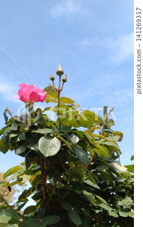 Sky and Rose Sky and Rose 141269317