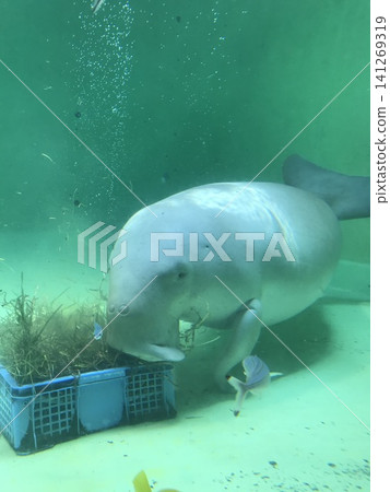Dugongs eating Dugongs eating 141269319