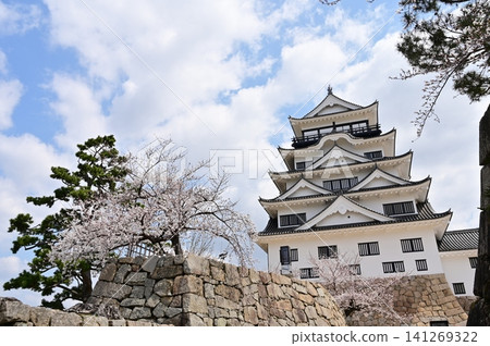 Castle tower and Somei-Yoshino cherry blossoms (Fukuyama Castle) 141269322