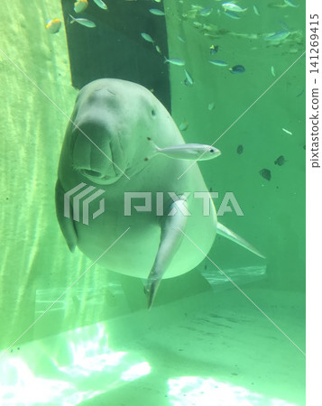 Dugong Dugong 141269415