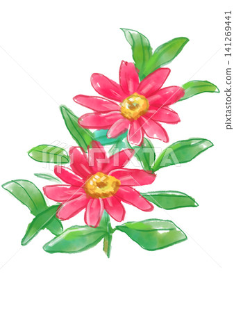 一幅手繪水彩插圖,描繪了盛開的紅色百日菊花。 一幅手繪水彩插圖,描繪了盛開的紅色百日菊花。 141269441