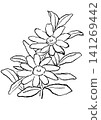 一幅手繪線條藝術插圖，描繪了盛開的百日菊花。 141269442