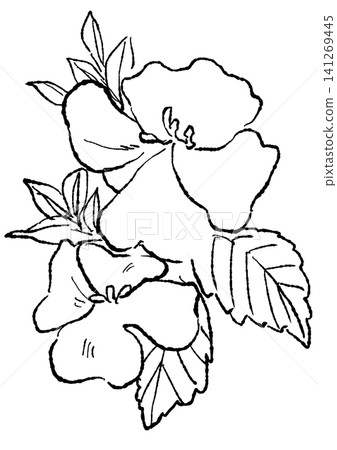 A hand-drawn line art illustration of blooming Torenia flowers. 141269445