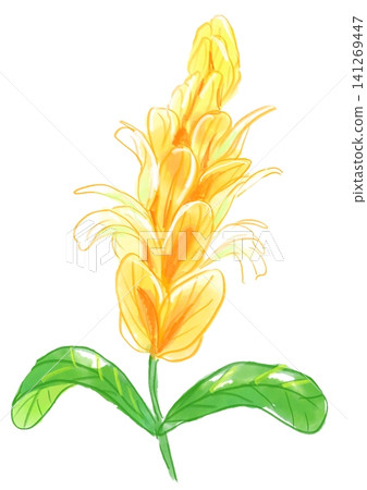 一幅手繪水彩插圖,描繪了盛開的厚穗花。 一幅手繪水彩插圖,描繪了盛開的厚穗花。 141269447