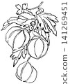 一幅手繪線條藝術插圖，描繪了盛開的氣球藤花。 141269451