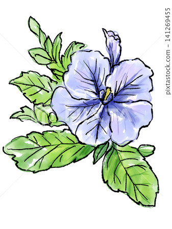 手繪線條畫和水彩插圖,描繪了盛開的矮牽牛花。 手繪線條畫和水彩插圖,描繪了盛開的矮牽牛花。 141269455