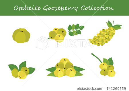 otaheite gooseberry collection. otaheite gooseberry in different poses 141269559