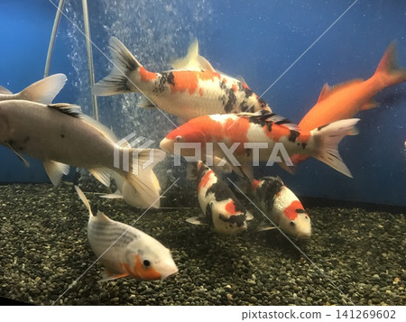 Carp in a school Carp in a school 141269602