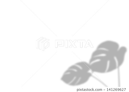 Deeply cut Monstera shadow frame Deeply cut Monstera shadow frame 141269627