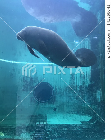 Manatee Manatee 141269641