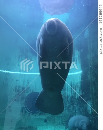 Manatee Manatee 141269643