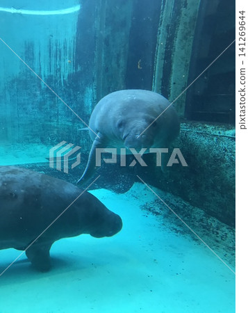 Manatee 141269644