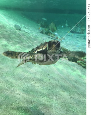 Turtle floating Turtle floating 141269655