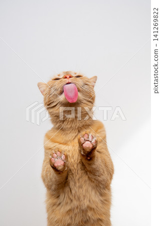 cat licking snacks off invisible glass sticking out tongue making funny face cat licking snacks off invisible glass sticking out tongue making funny face 141269822