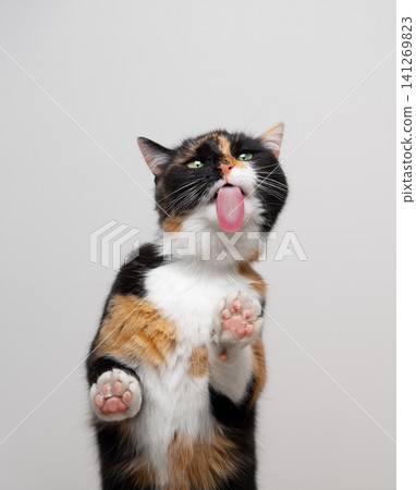 cat licking snacks off invisible glass sticking out tongue making funny face cat licking snacks off invisible glass sticking out tongue making funny face 141269823