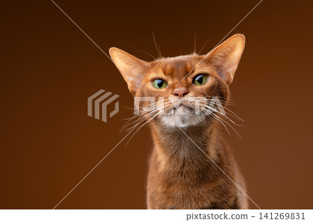 abyssinian cat studio portrait on brown background abyssinian cat studio portrait on brown background 141269831