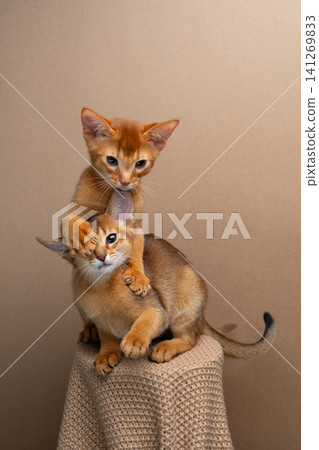 two abyssinian kittens siblings playing or wrestling two abyssinian kittens siblings playing or wrestling 141269833