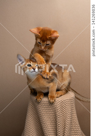 two abyssinian kittens siblings playing or wrestling two abyssinian kittens siblings playing or wrestling 141269836