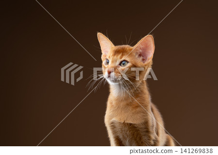 abyssinian kitten studio portrait on brown background 141269838