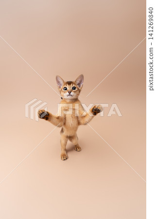 abyssinian kitten playing against neutral studio background 141269840