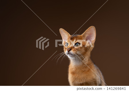 abyssinian kitten studio portrait on brown background abyssinian kitten studio portrait on brown background 141269841